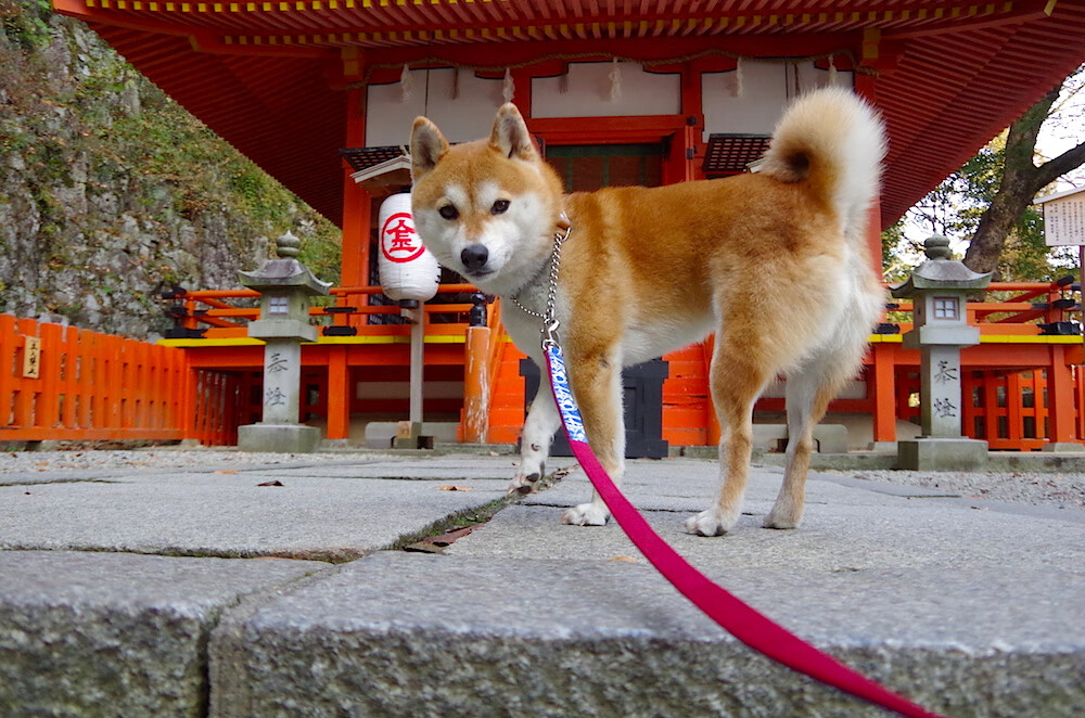 篮球专项体能训练的个性化方案设计,篮球专项体能的训练方法及个人锻炼目标