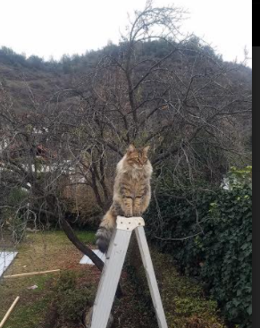 开云官方网页登录-埃及乒乓队未来发展：从国家赛事到国际平台的跨越，埃及 乒乓球