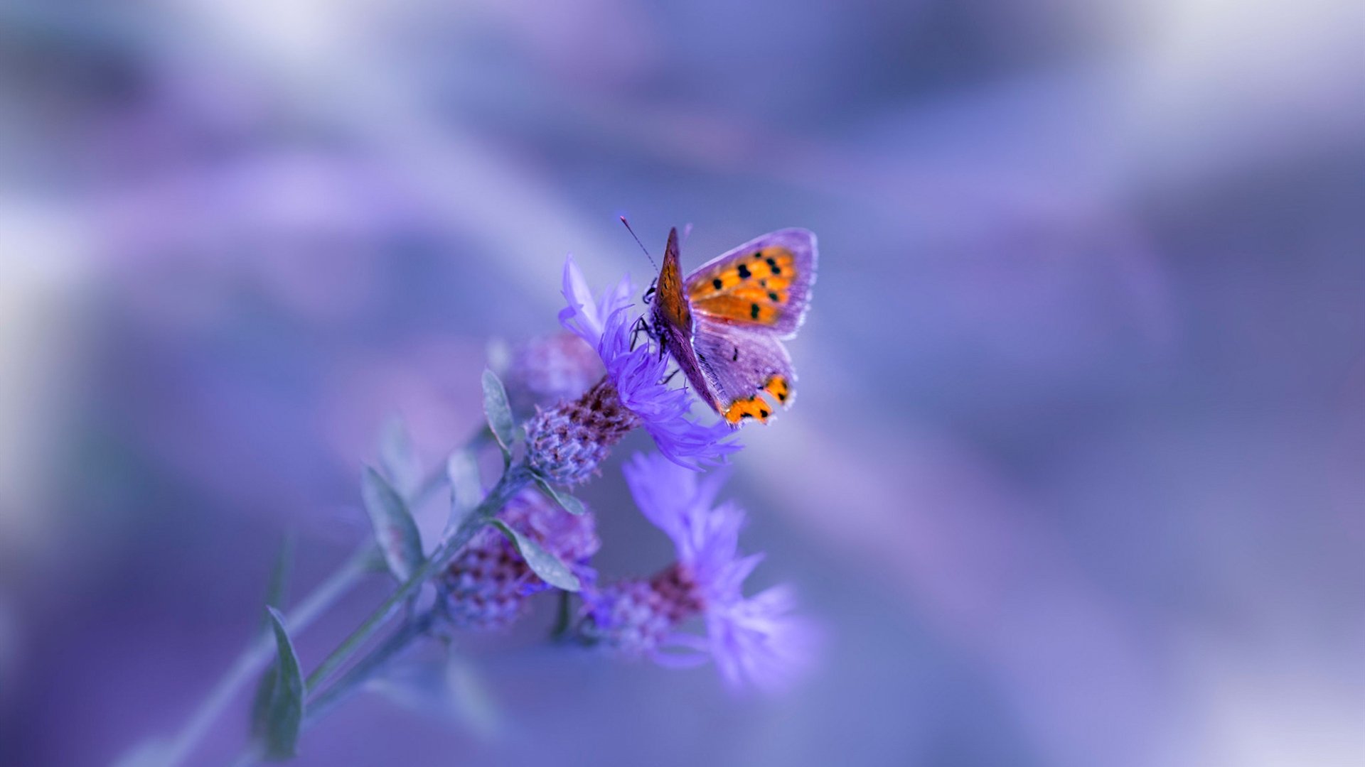 埃及乒乓队未来发展：从国家赛事到国际平台的跨越，埃及 乒乓球