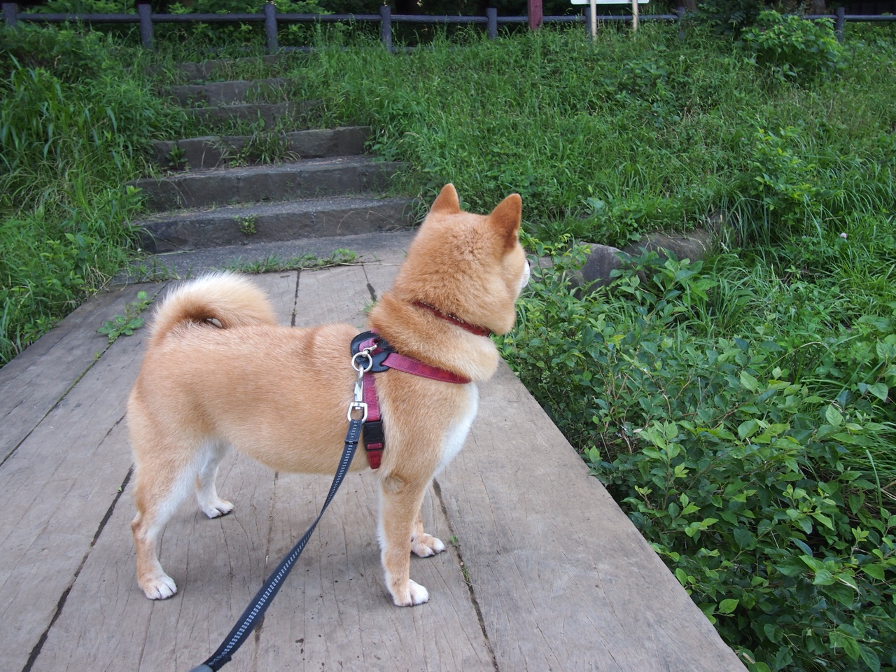 外教引进缺乏成果评估体系，外教引进缺乏成果评估体系的原因