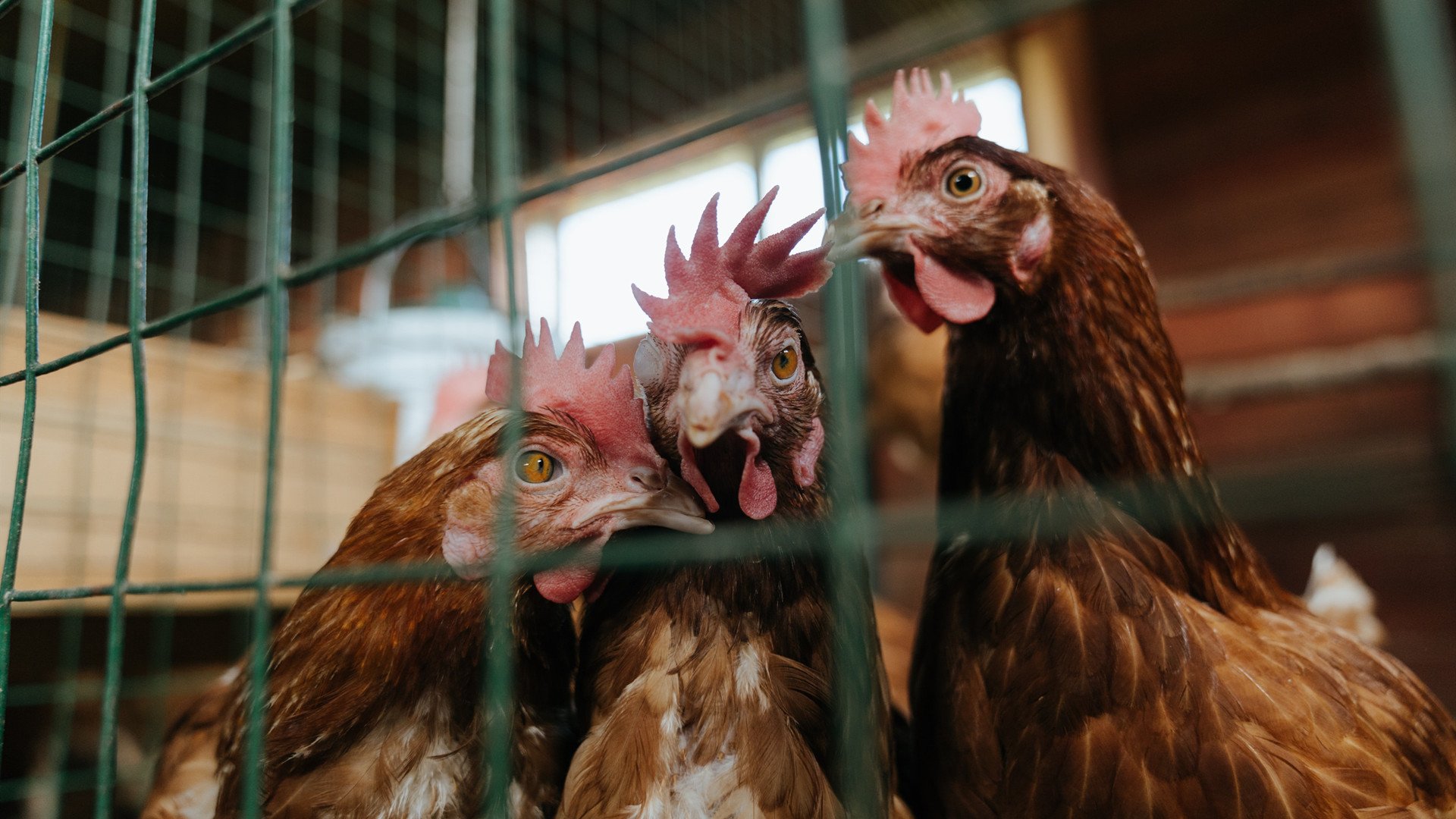 德国队在2024年混合团体世界杯中的综合实力展示，德国队2022世界杯资格赛