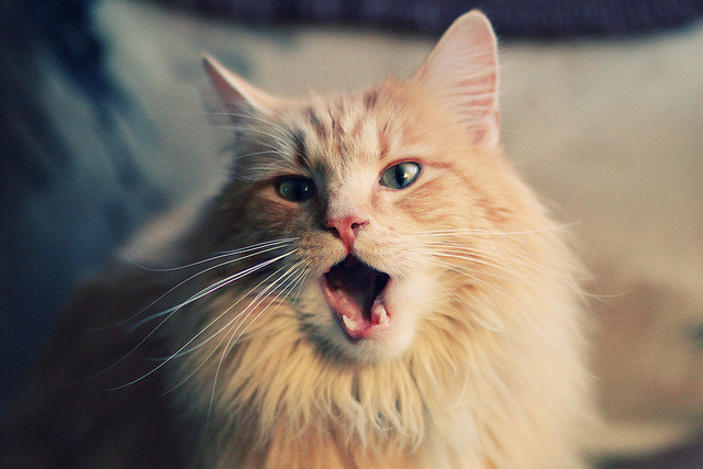 KAIYUNAPP-拉齐奥主打双后腰体系强化防守强度，拉齐奥后卫