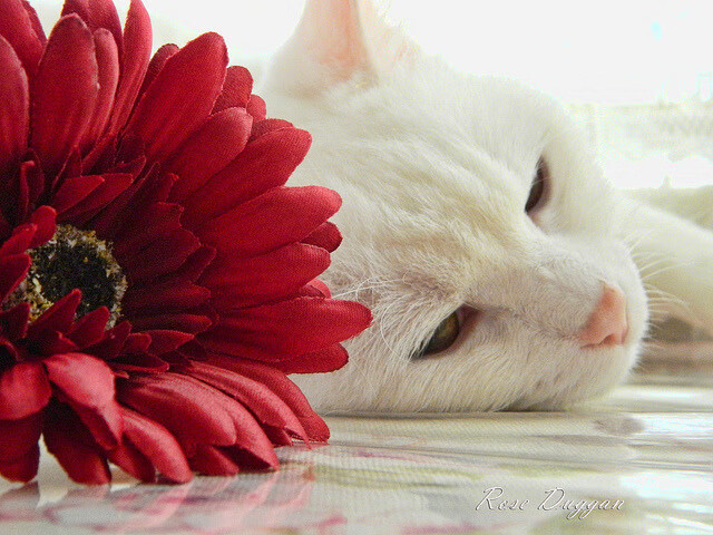 武术世界公开赛海外选手踊跃参赛,武术世界公开赛海外选手踊跃参赛的是谁