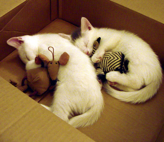 球员状态恢复周期是否正成为比赛密度下的新课题，恢复球迷入场