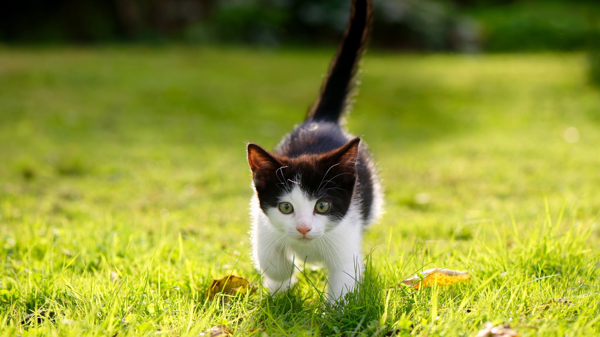 西班牙女队未来潜力巨大,西班牙女篮实力如何