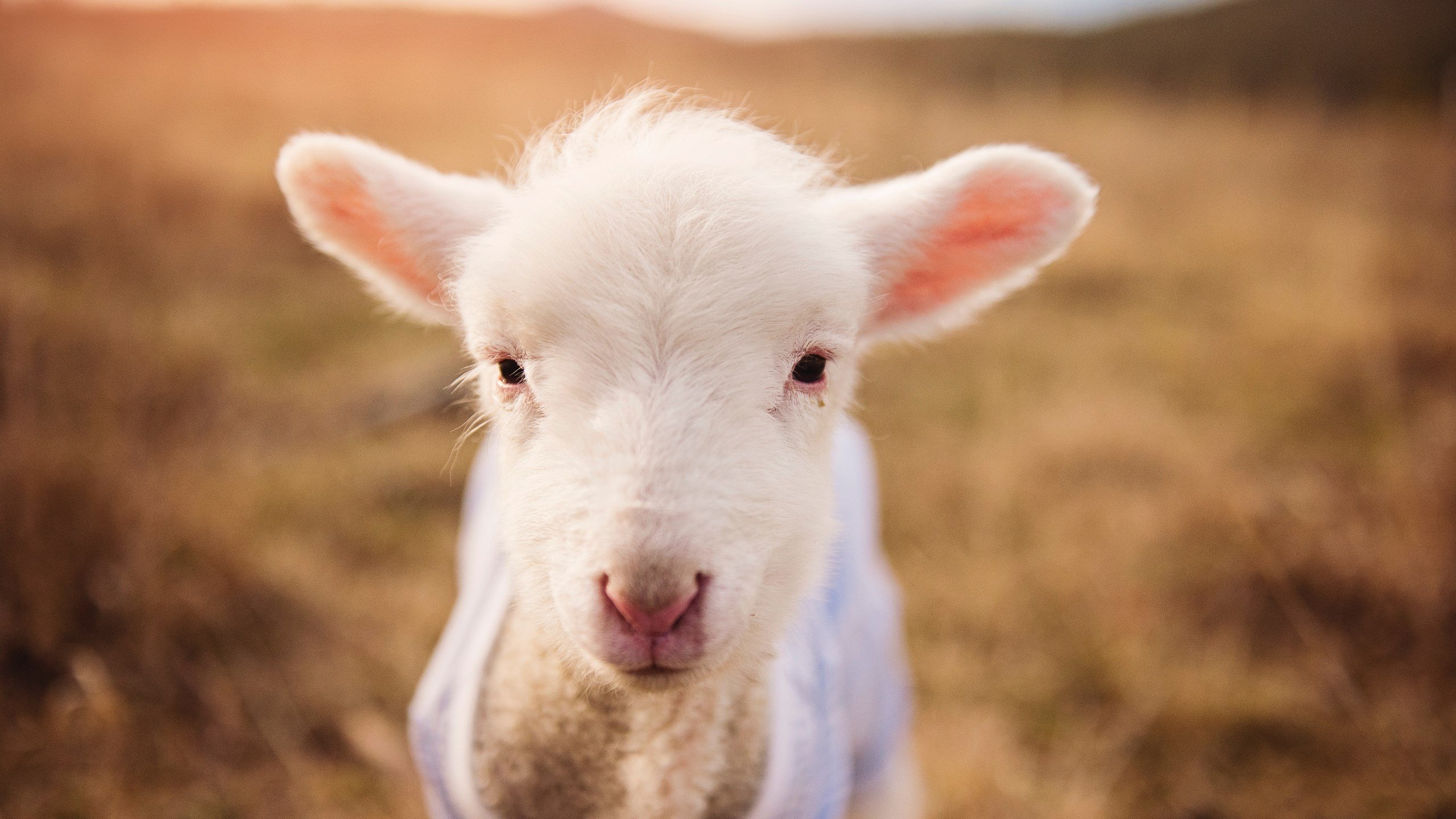 Kaiyun APP-塔图姆突破上篮凯尔特人晋级季后赛，塔图姆22+8迎里程碑 凯尔特人6人得分