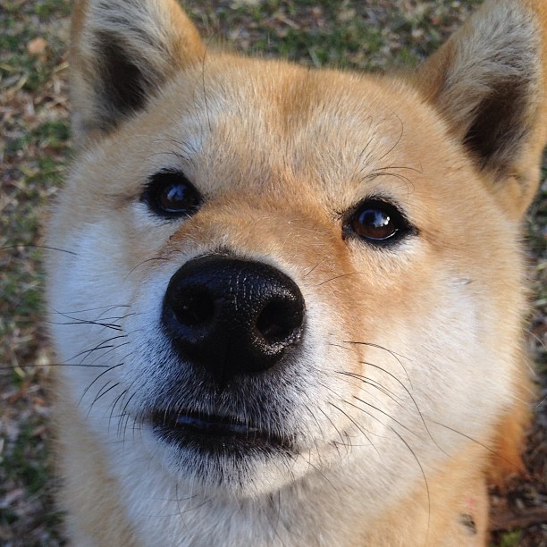 开云官方-朱婷赛场冷静指挥帮助队伍稳定阵脚，朱婷战术分析