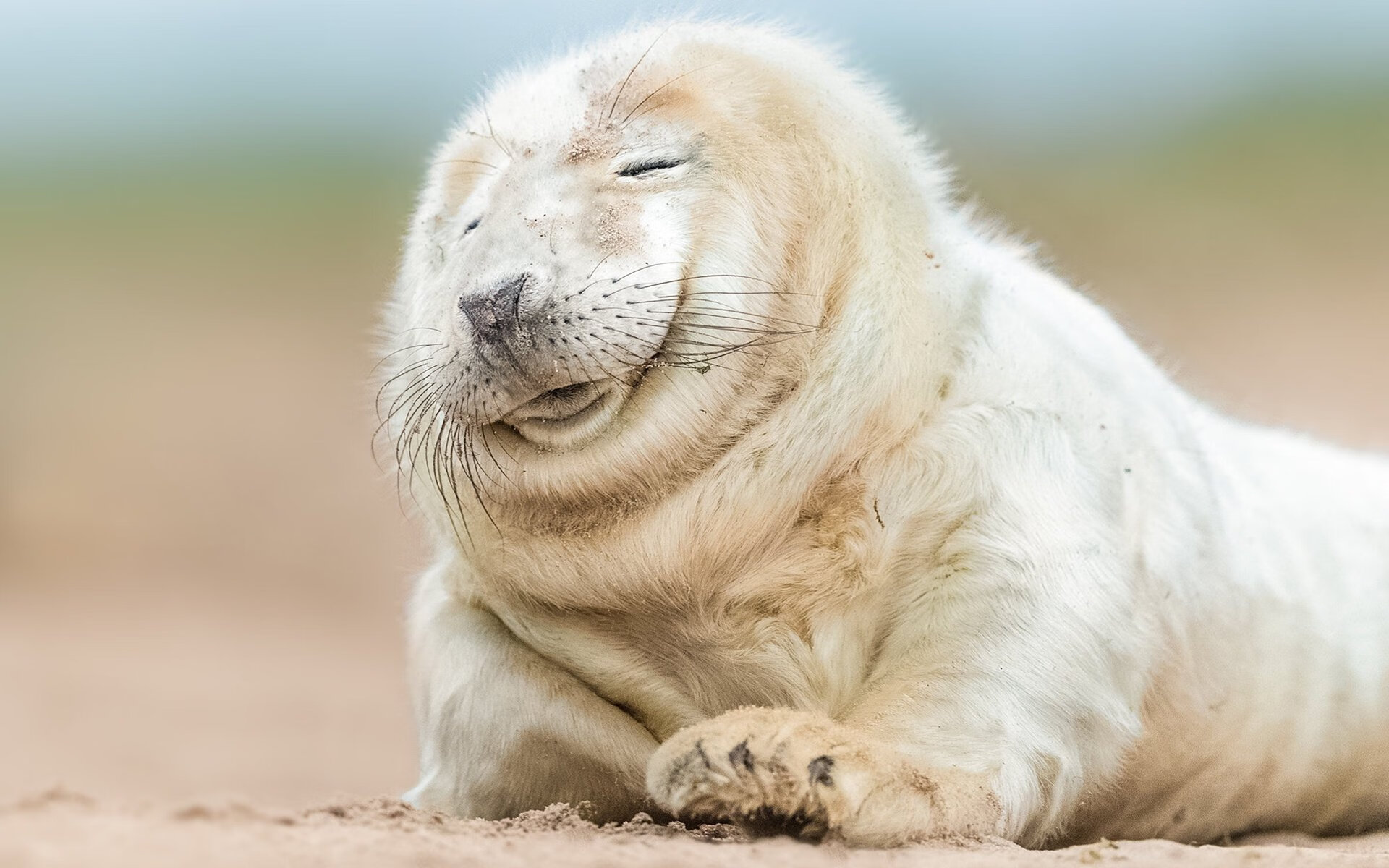 格鲁吉亚女篮在欧洲锦标赛中夺冠,迎来崭新高度,格鲁吉亚女子联赛