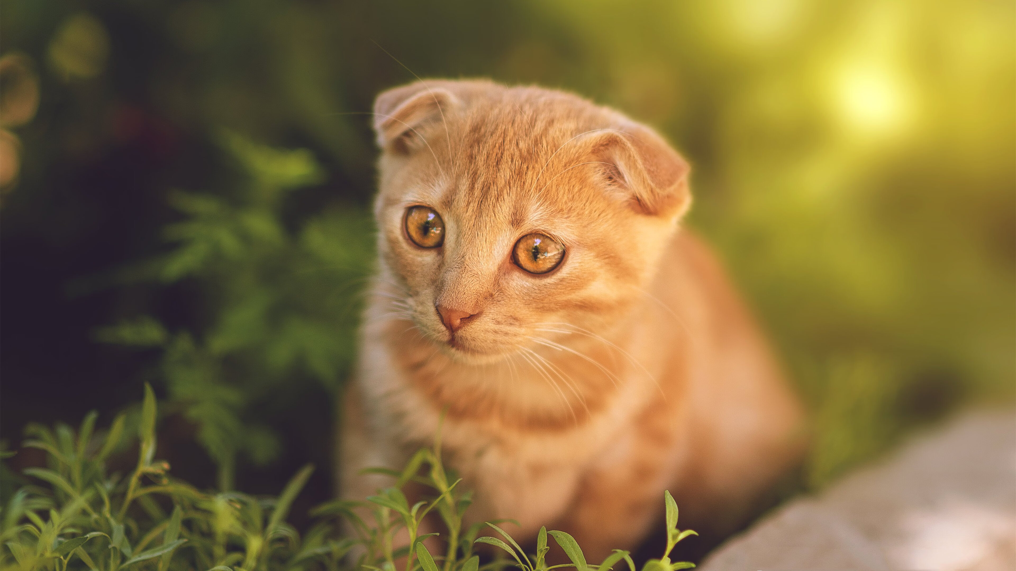 男子游泳全面转型 成绩稳定提升，男子游泳项目有哪些