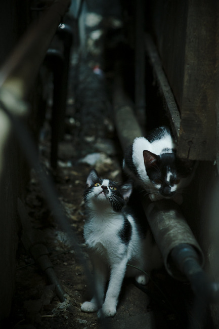 科里·简：从年轻边锋到全黑队的经验之选，科里乐队