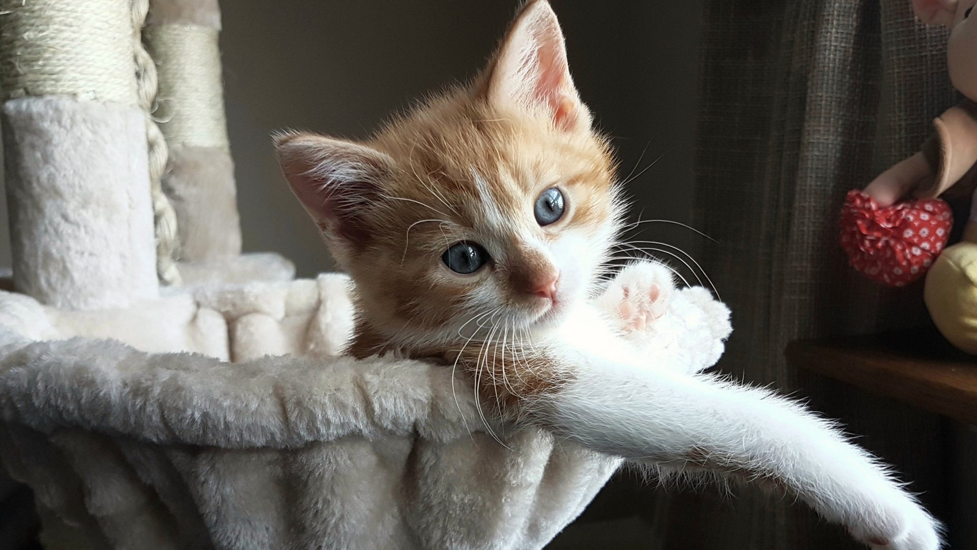 开云中国大陆-羽毛球新晋选手表现抢眼备受期待，今年羽毛球选手